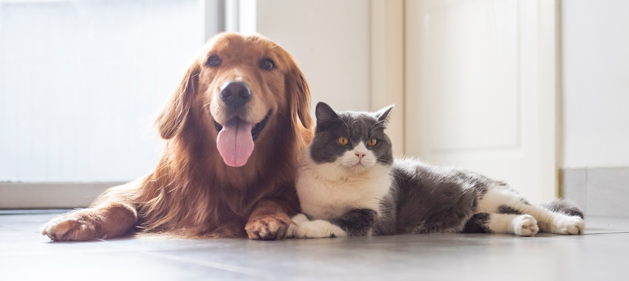 How to Be A Good Pet Owner：Tips You Should Know About Pet Care