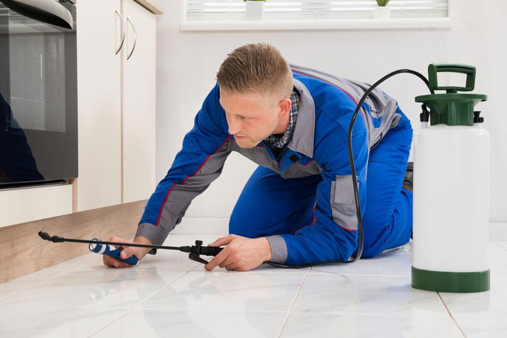 Effective Do-It-Yourself Strategies for Home Pest Management
