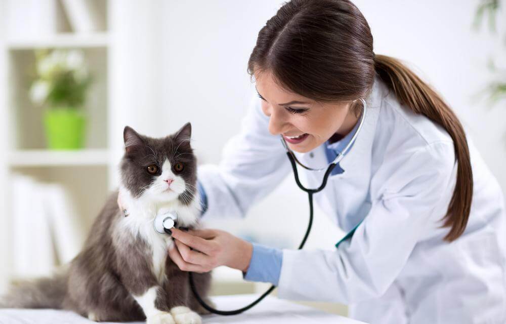 Effective Strategies to Eliminate Fleas from Your Cat