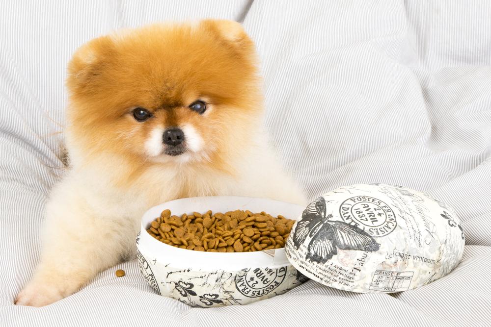 Choosing the Right Dog Food: Dry vs. Wet Options Explained