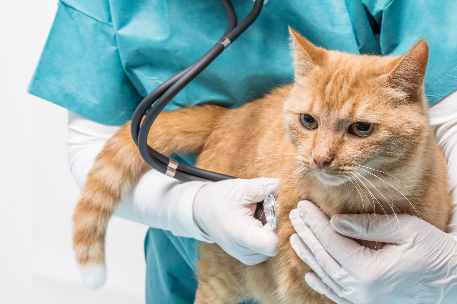 Comprehensive Pet Insurance Options for Unique Animals