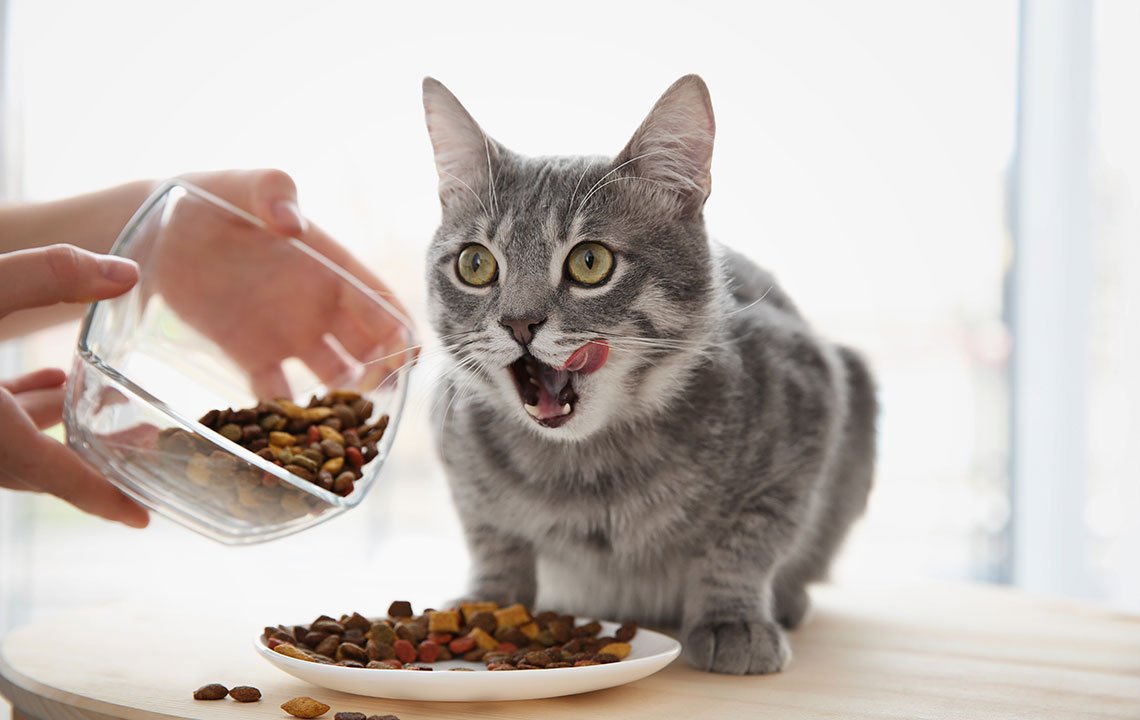 Selecting Optimal Nutrition for Cats with Sensitive Skin