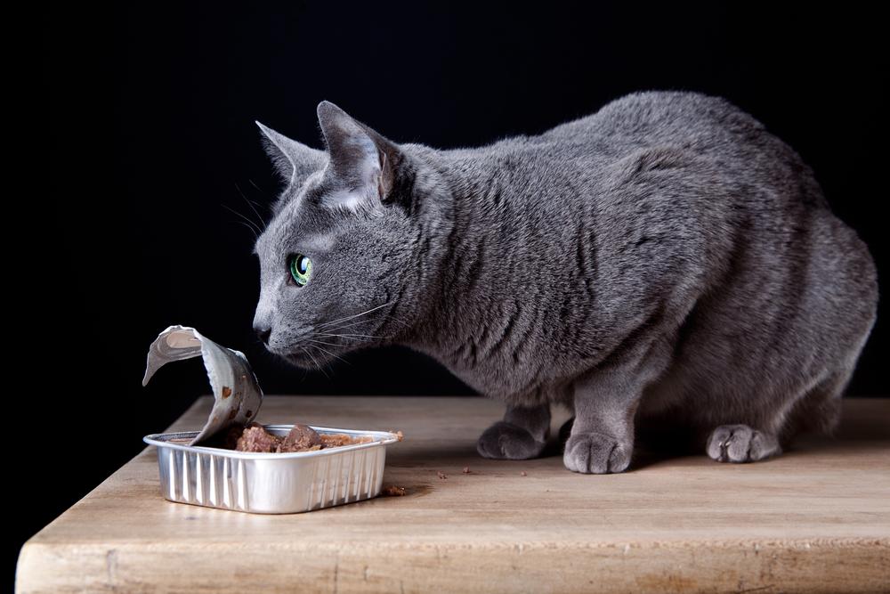 Top 6 Canned Foods for Cats Your Feline Will Love
