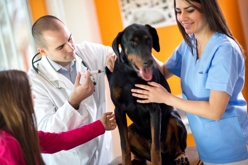 Top 5 Medications to Prevent Heartworm in Dogs