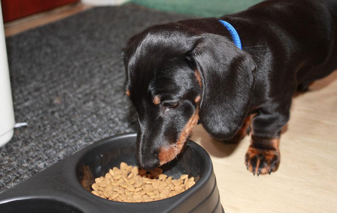 Top 4 High-Quality Dog Food Brands for Better Health