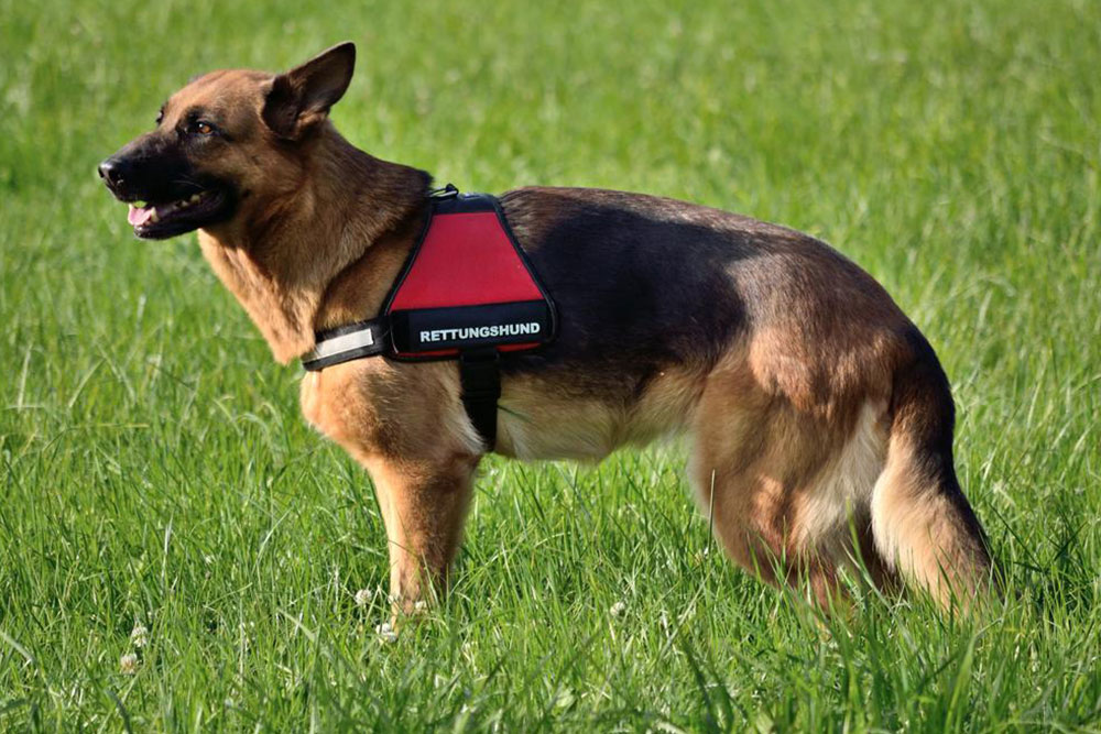 Essential Tips for Selecting the Perfect Rescue Dog