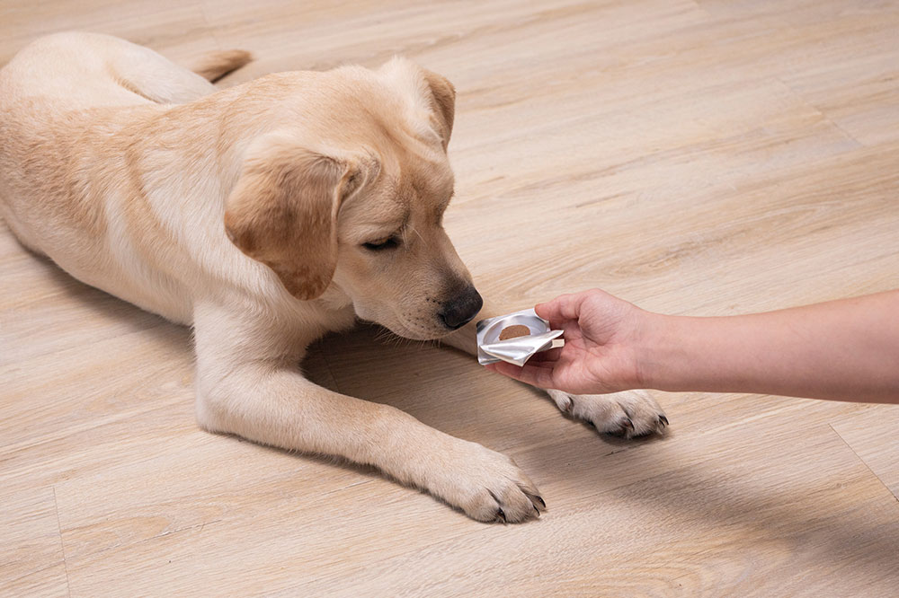 Top 4 Flea Treatment Tablets for Dogs