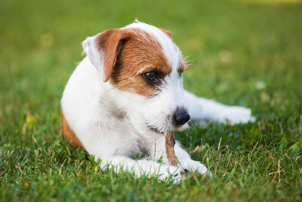 Top 3 Reliable Dog DNA Testing Kits for Accurate Breed Identification