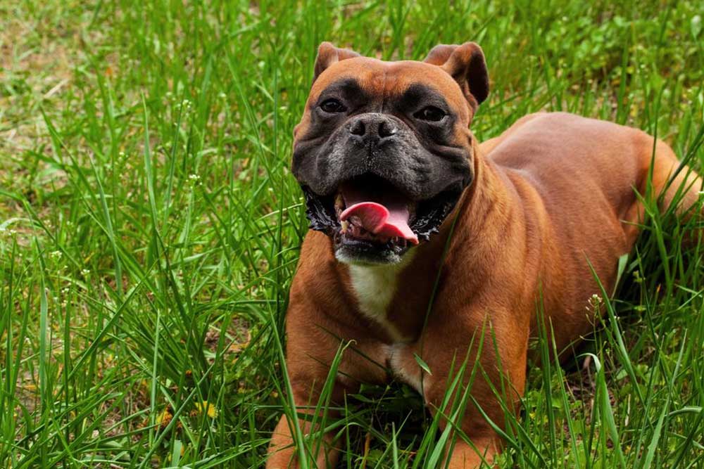 Comprehensive Guide: Essential Questions to Ask When Selecting a Boxer Puppy from a Reputable Breeder