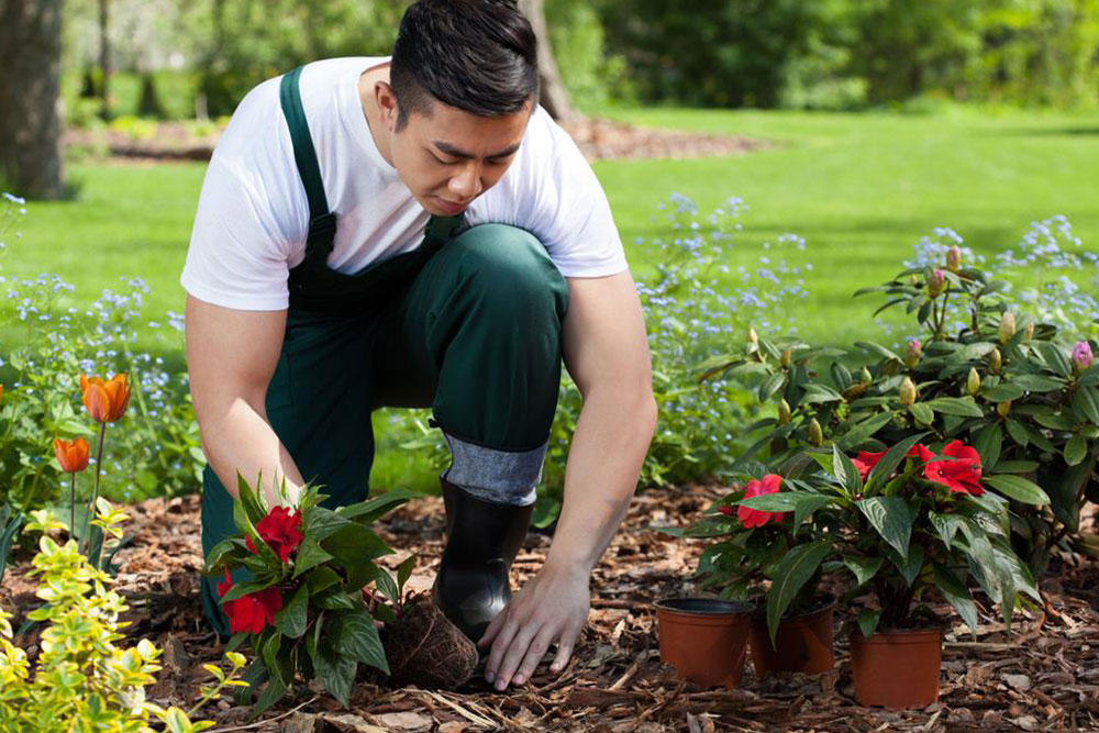 Essential Tips for Growing Beautiful Flowers in Your Garden