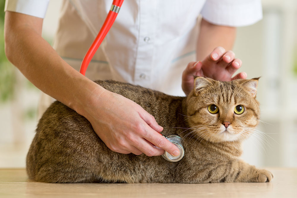 Comprehensive Guide to the Top 6 Common Health Problems in Cats