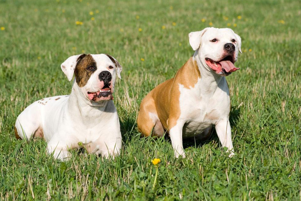Essential Tips for Caring for Your English Bulldog