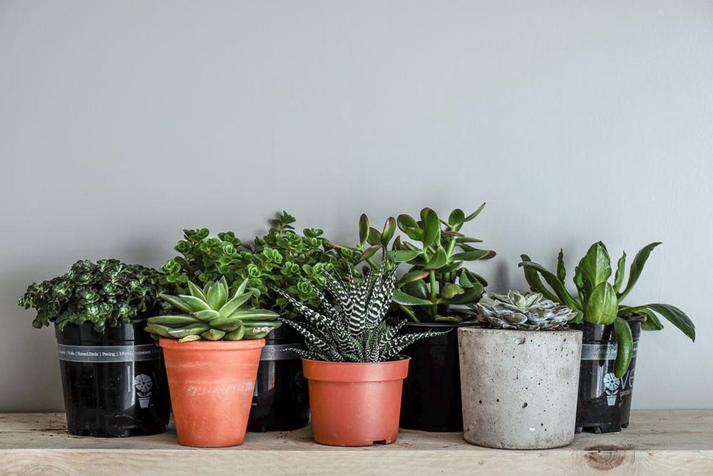 Easy-Care Indoor Plants for Busy Homes