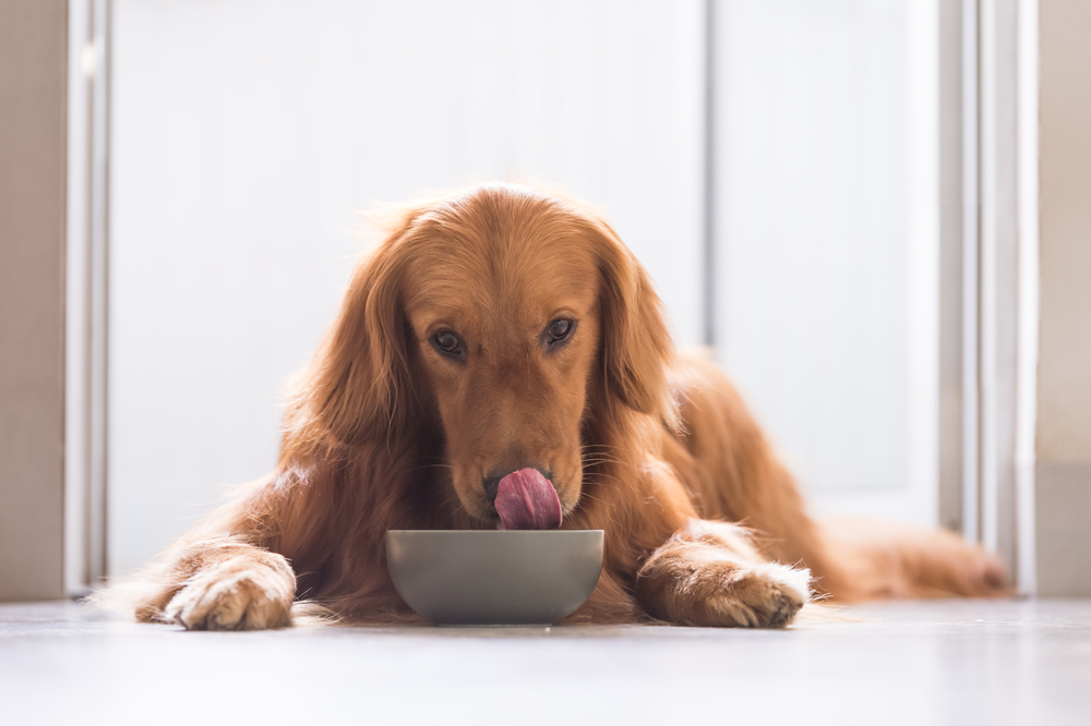 Choosing Optimal Nutrition for Dogs with Sensitive Stomachs