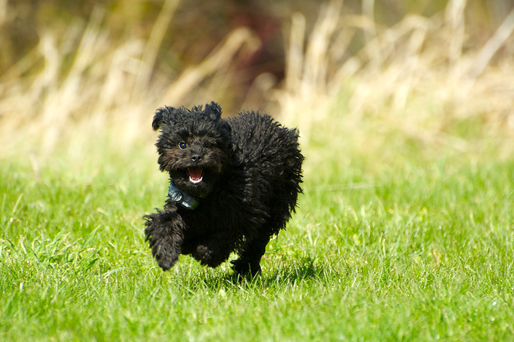Advantages and Disadvantages of Wireless Dog Containment Systems