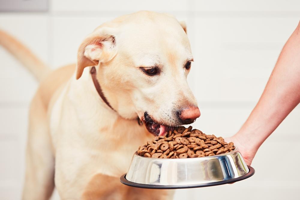 Top 10 Premium Puppy Food Brands for Growing Dogs