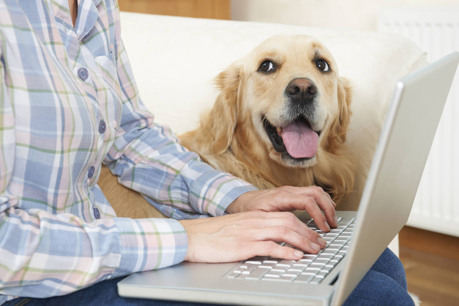 Understanding Pet Insurance Waiting Periods and Their Significance