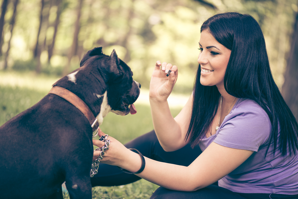 Essential Guide to Selecting the Best Dog Treats for Your Furry Companion