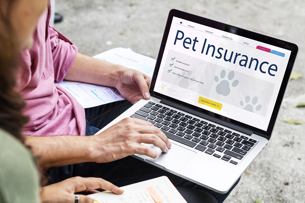 Top 4 Pet Insurance Providers in the United States