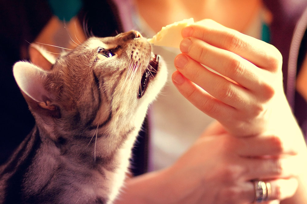 Safe Human Foods to Share with Your Cats: A Comprehensive Guide for Cat Owners