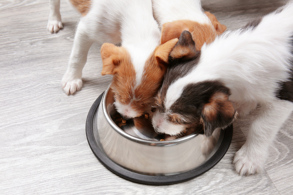Essential Tips for Selecting Top-Quality Dog Food