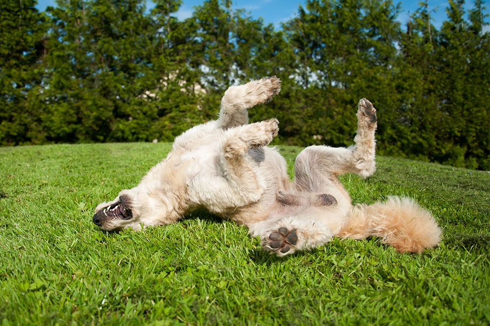 Top 4 Natural Remedies to Soothe Your Dog's Itching