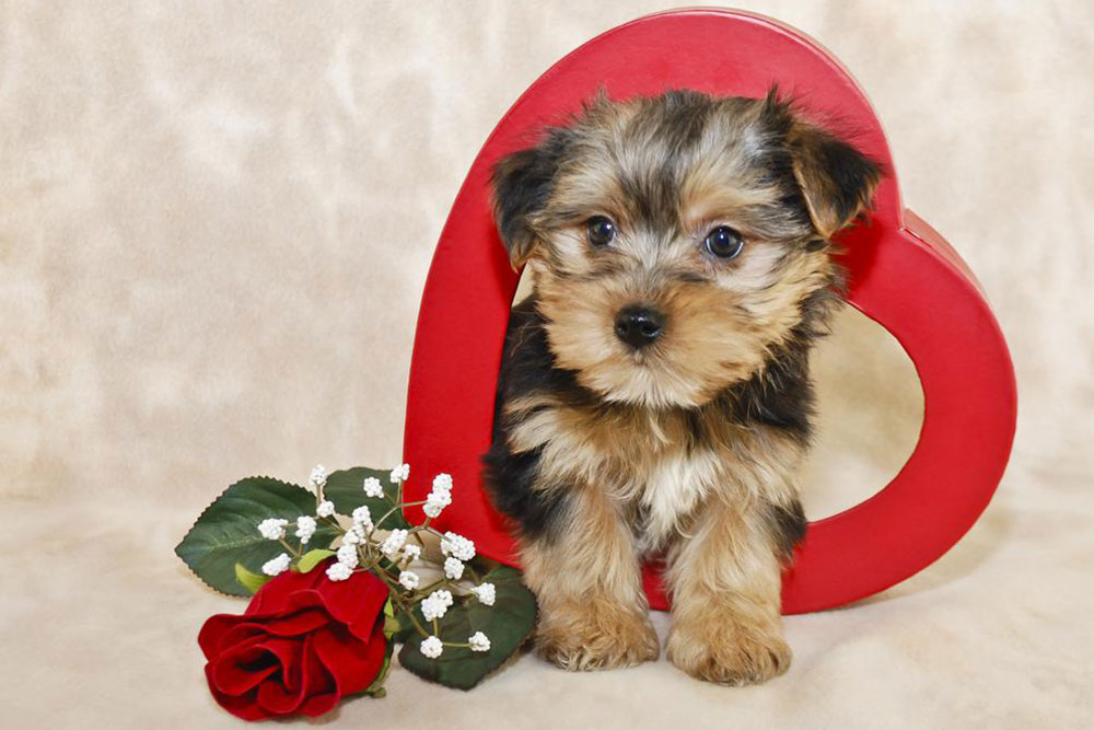 Guide to Caring for Your Morkie Puppy
