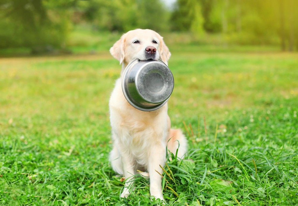 Nourish Your Dog with Wholesome and Nutritious Food Options