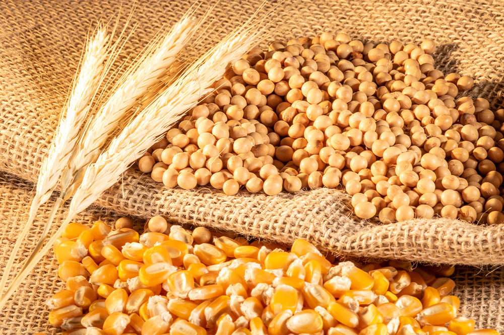 Dietary Guidelines for Managing Rheumatoid Arthritis: Foods to Avoid