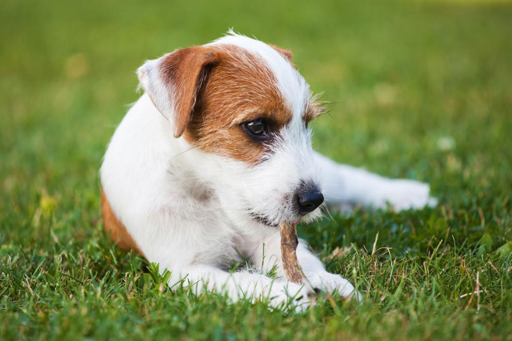 Managing Canine Allergies: Symptoms and Effective Solutions