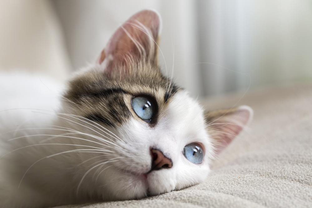 Debunking Common Myths About Cats