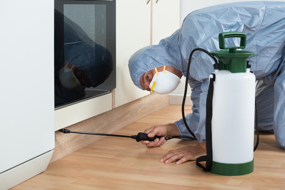 Effective Strategies to Combat Bedbug Infestations with Sprays