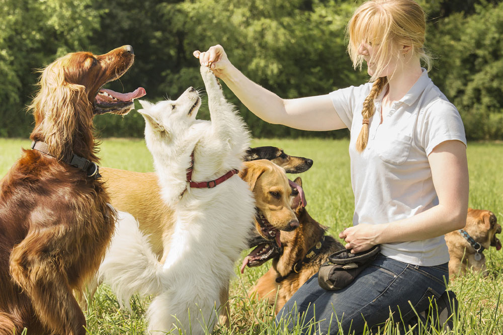 Understanding the Differences Between House Pets and Domestic Livestock