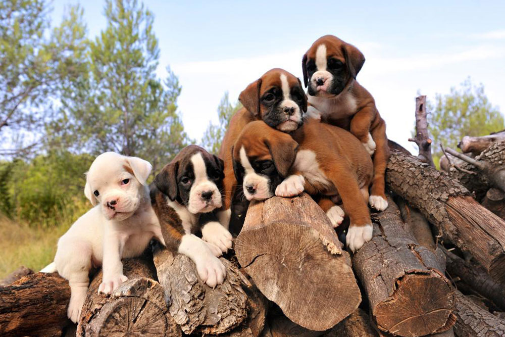 Understanding Pricing Factors for Boxer Puppy Sales