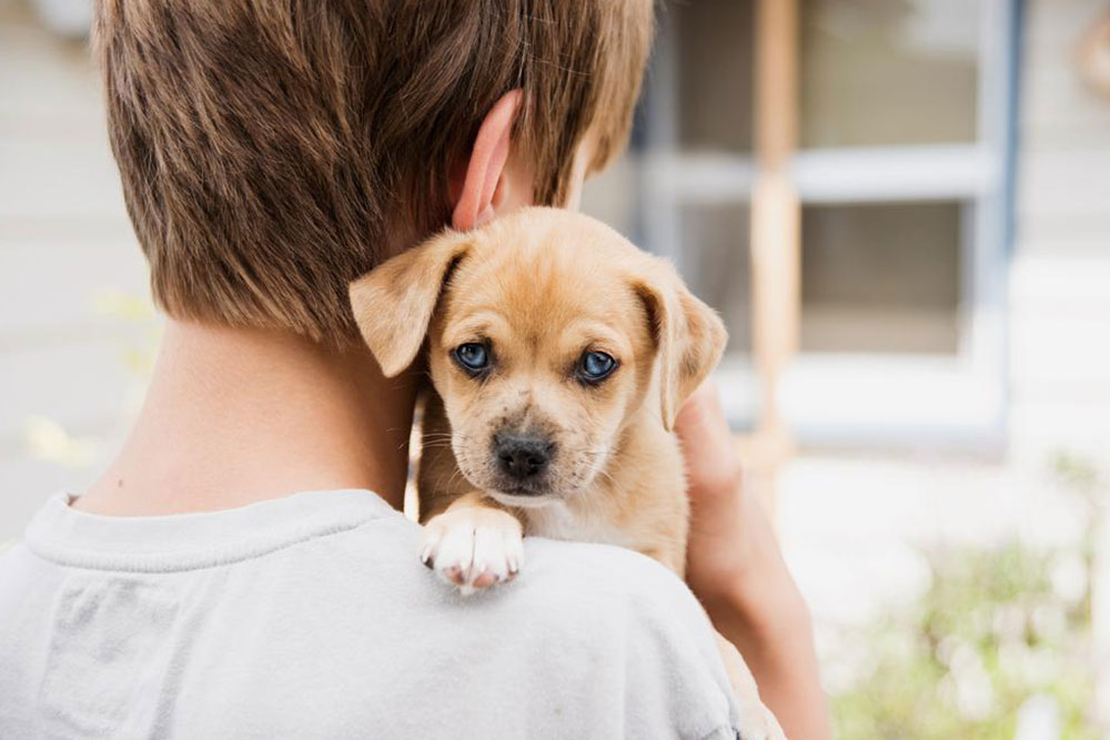 Comprehensive Guide to Premier Dog and Puppy Adoption Centers in the United States
