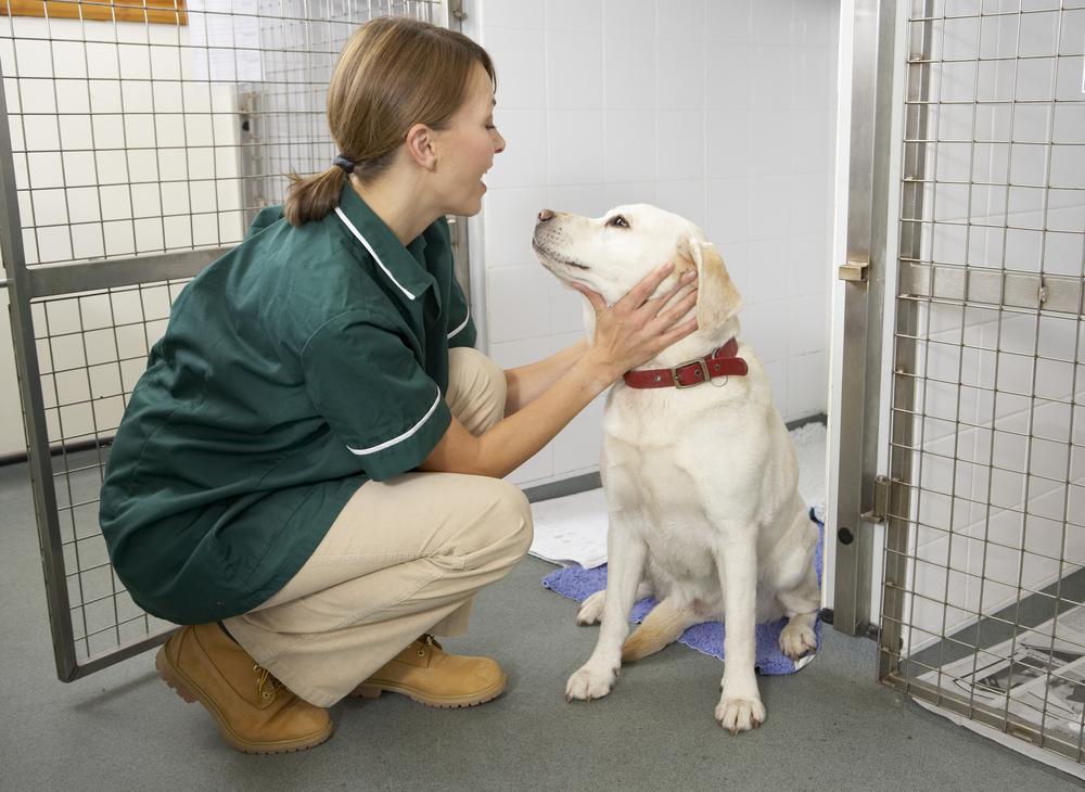 Top Benefits of Insuring Your Pet