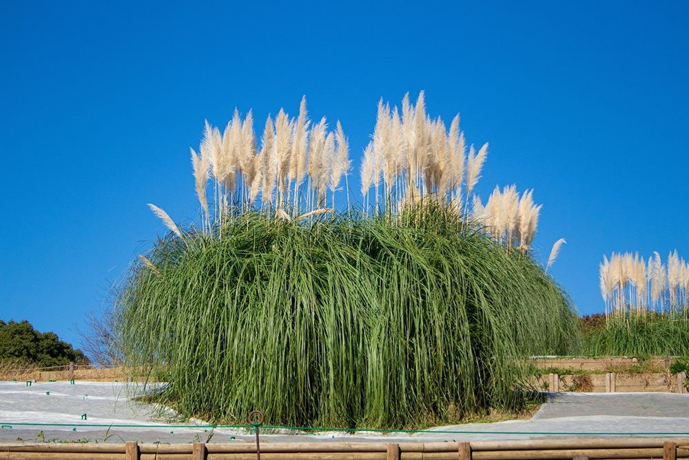 Effective Strategies to Eradicate Pampas Grass Quickly