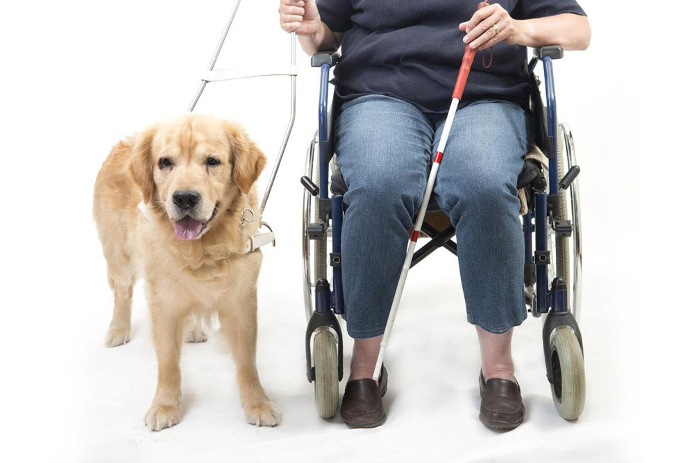 Guide to Public Access Certification for Service Dogs
