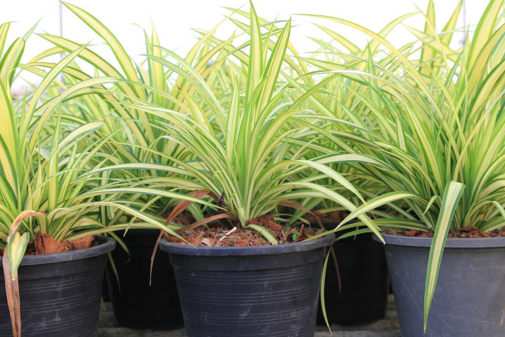 Safe Indoor Plants for Pet Owners