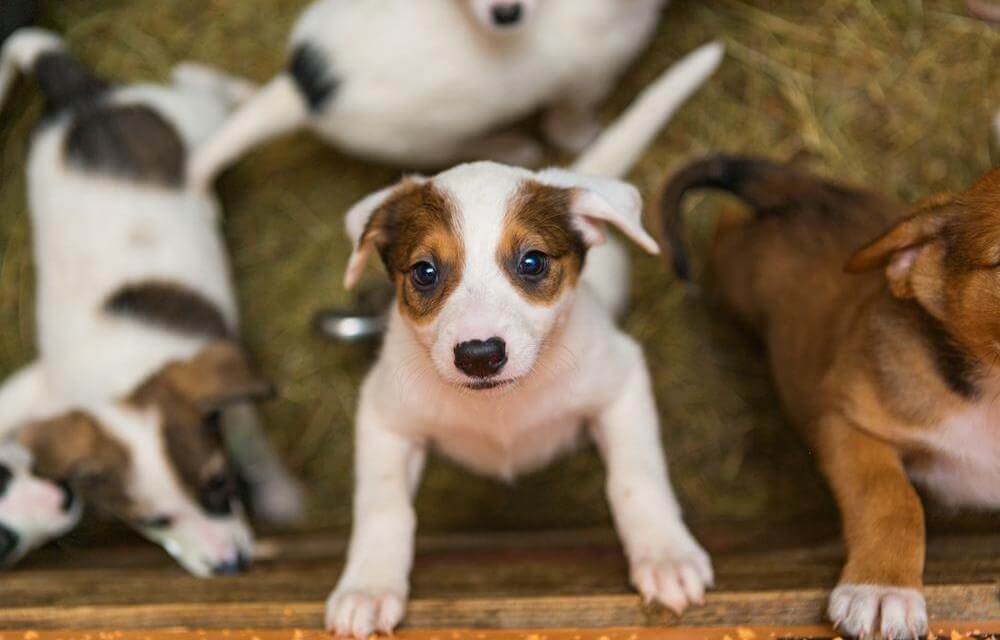 Guide to Dog Adoption: How to Bring a Furry Friend Home