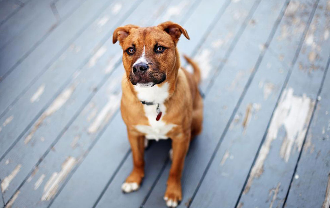 Comprehensive Guide to Important Factors Before Adopting a Pet