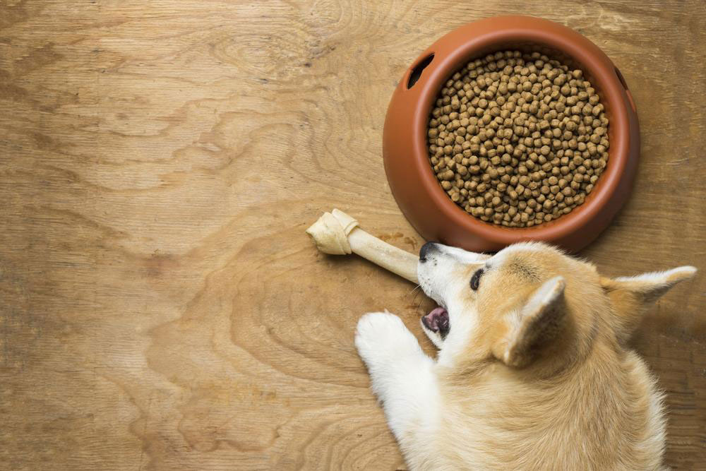Top 3 Dog Foods Perfect for Sensitive Tummies
