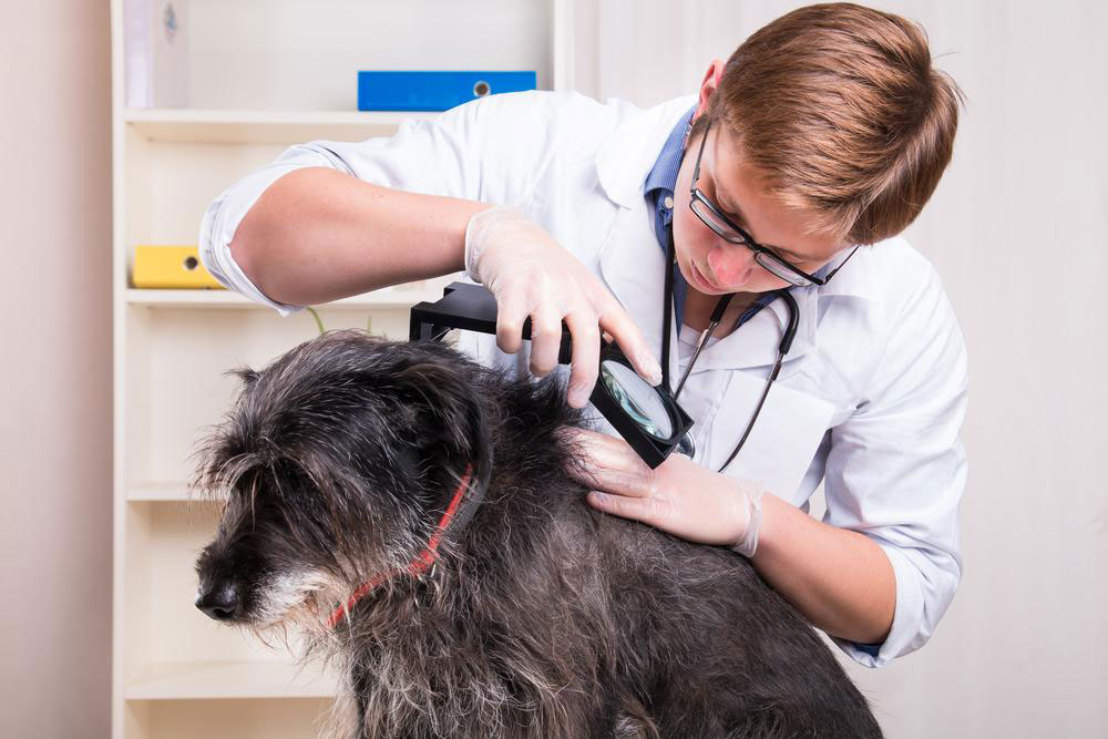 Guarding Your Health: Diseases Dogs Can Pass to Their Owners