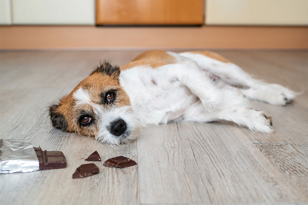 Hidden Dangers: Foods That Can Harm Your Dog