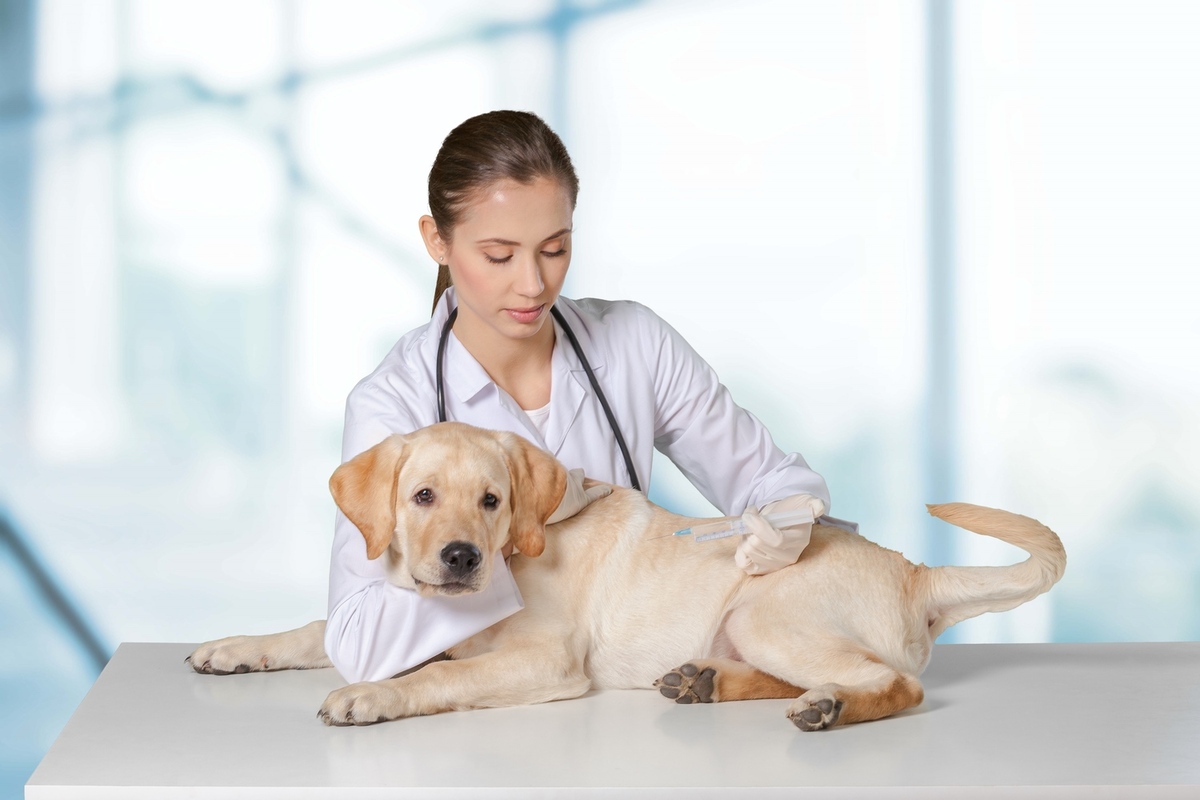 Digital Pet Care Solutions Transforming the Bahamas
