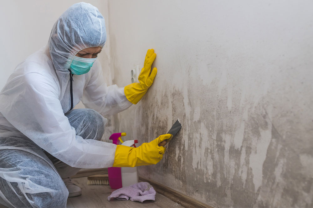 Essential Insights About Mold Before Hiring a Remediation Specialist