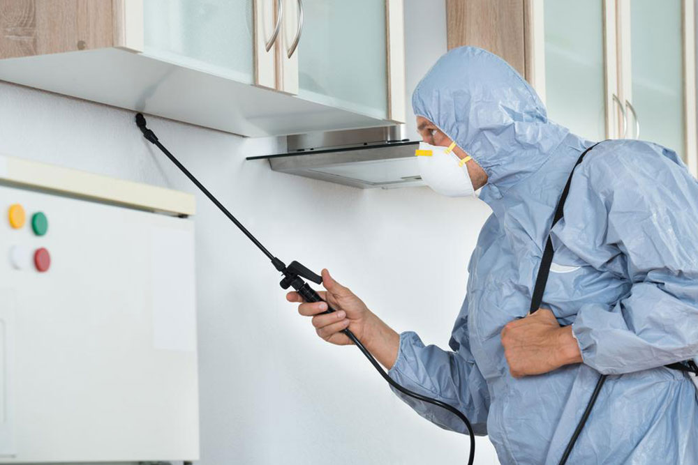 Effective Strategies for Eliminating Bed Bugs with Sprays