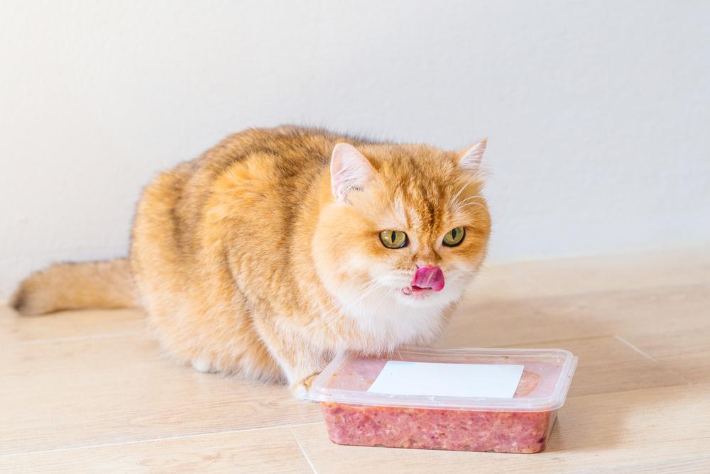 Top-Rated Cat Foods Based on Customer Feedback