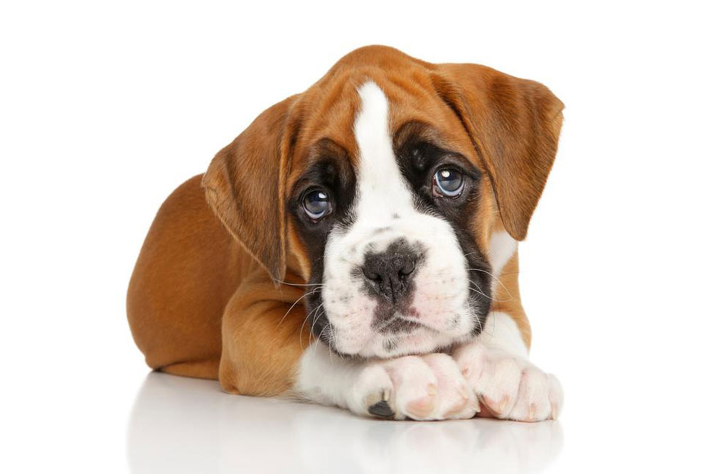 Top Boxer Puppy Breeders Across the United States