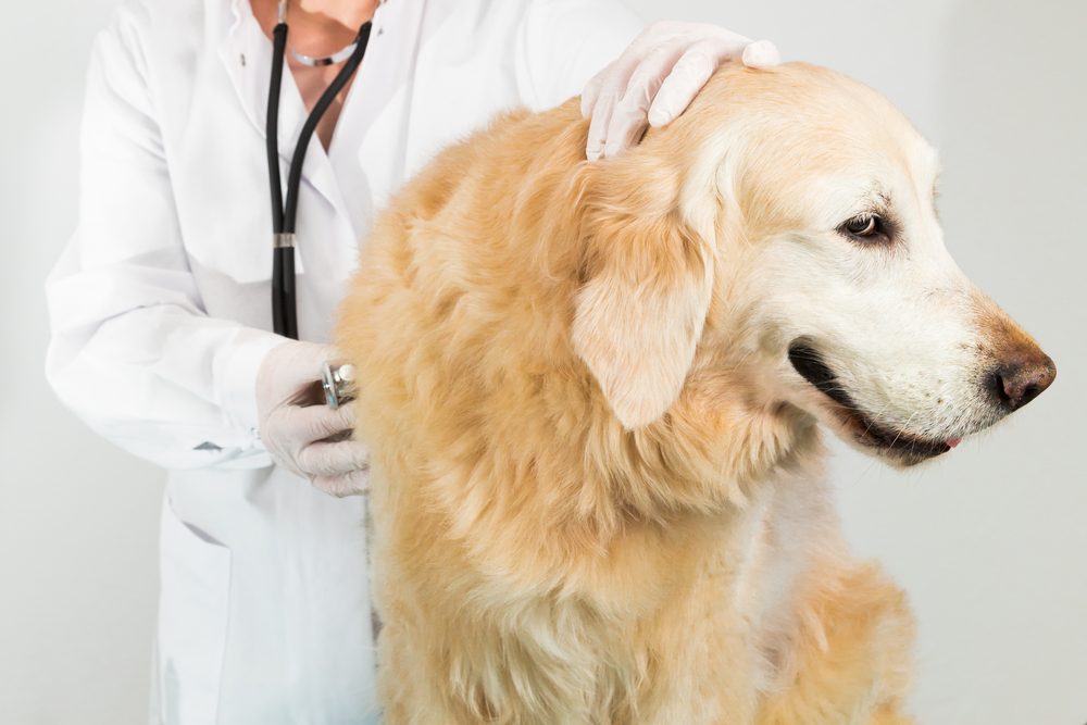 Choosing the Best Flea Remedies for Cats and Dogs